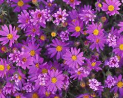 Tapeta Nature Flowers 665.jpg